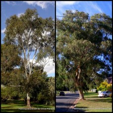 Eucalyptus Wallangarra White Gum x 1 Plant Small Trees Native Flowering Frost Drought Dwarf Gums Hardy Plants scoparia